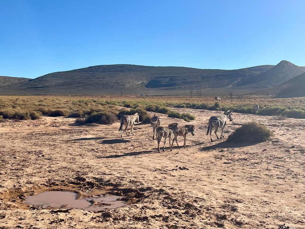 Zebra's gespot safari